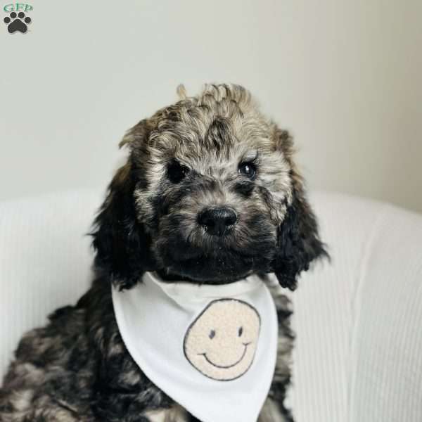 Valley, Goldendoodle Puppy