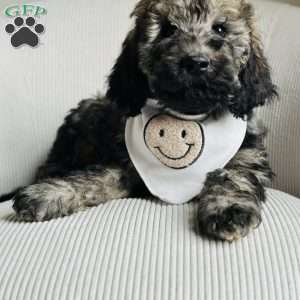 Valley, Goldendoodle Puppy