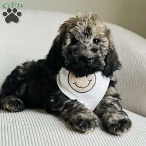 Valley, Goldendoodle Puppy