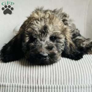 Valley, Goldendoodle Puppy