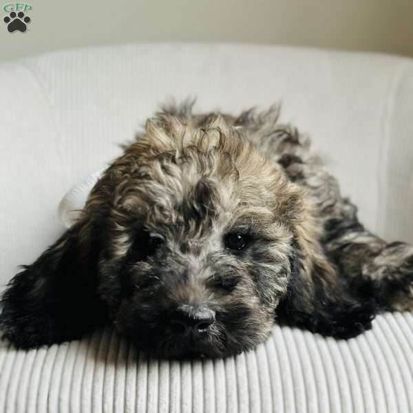Valley, Goldendoodle Puppy