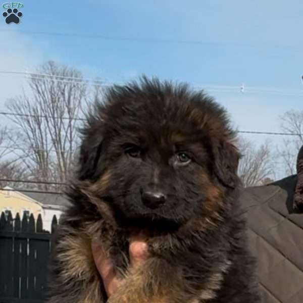 Beast, German Shepherd Puppy