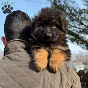 Beast, German Shepherd Puppy