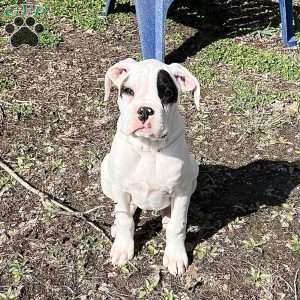 Neill, Boxer Puppy