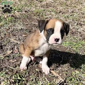 Owen, Boxer Puppy