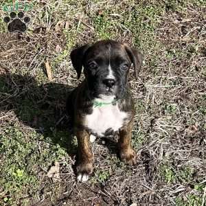 Oscar, Boxer Puppy