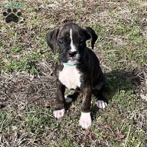 Onyx, Boxer Puppy