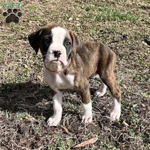 Olivia, Boxer Puppy