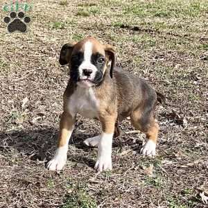 Orlando, Boxer Puppy