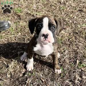 Odie, Boxer Puppy