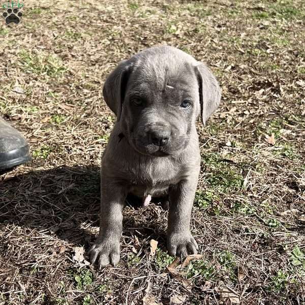 Peyton, Cane Corso Puppy