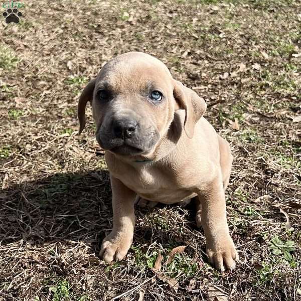 Peanut, Cane Corso Puppy