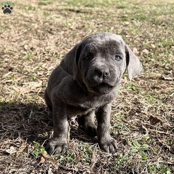 Prince, Cane Corso Puppy