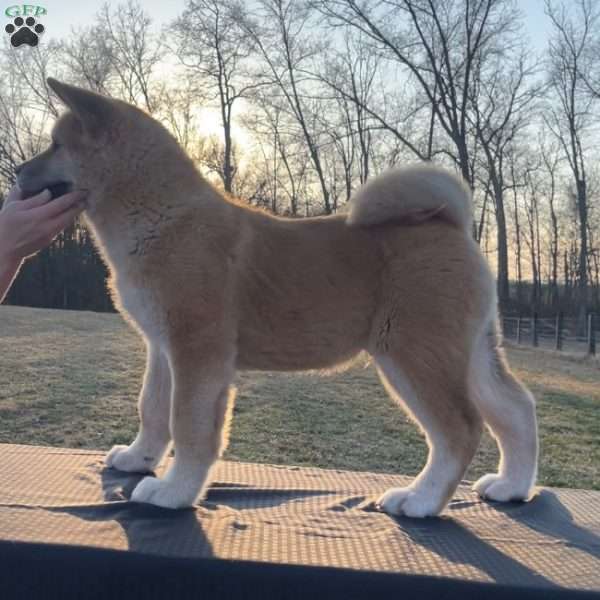 Brownie, Akita Puppy