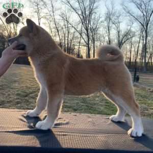 Brownie, Akita Puppy