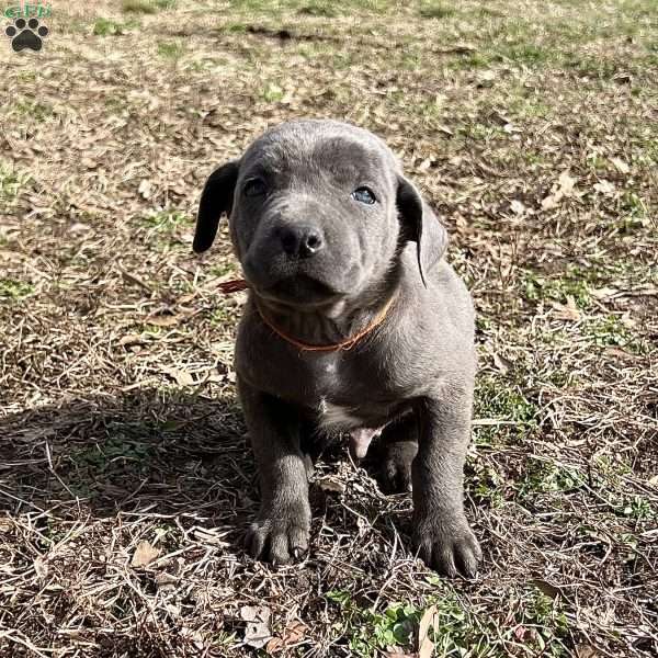 Phoenix, Cane Corso Puppy