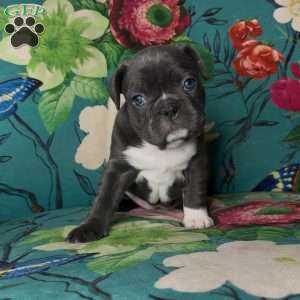 Nadia, French Bulldog Puppy