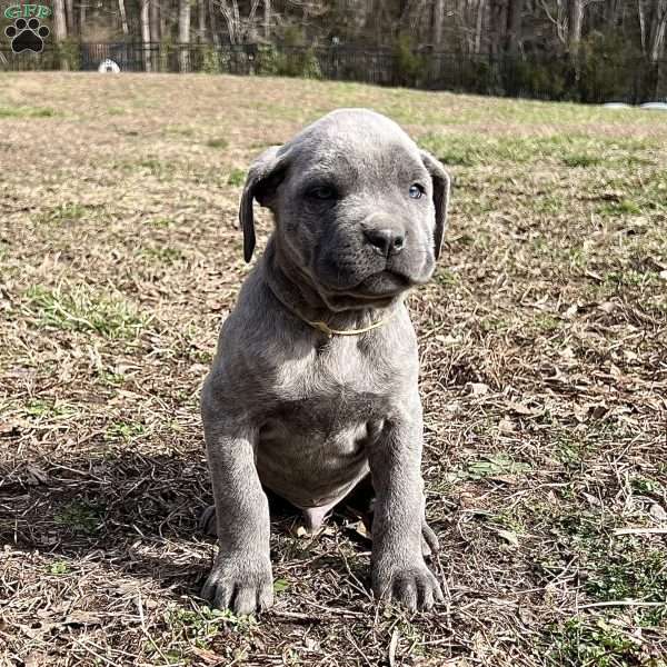 Parker, Cane Corso Puppy