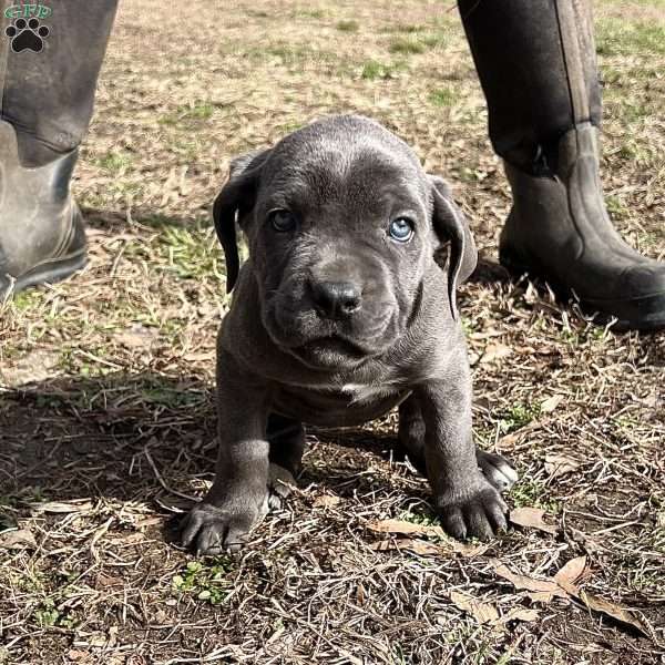 Phoebe, Cane Corso Puppy