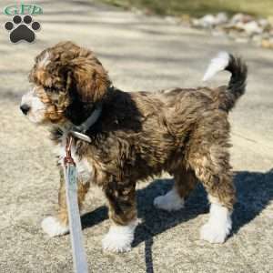 Winnie, Bernedoodle Puppy