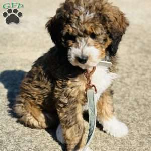 Winnie, Bernedoodle Puppy