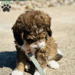 Winnie, Bernedoodle Puppy