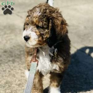 Winnie, Bernedoodle Puppy