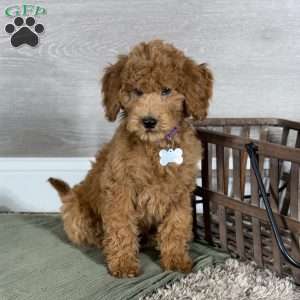 Aspen, Goldendoodle Puppy