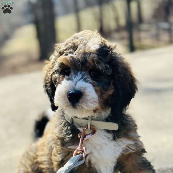 Winnie, Bernedoodle Puppy