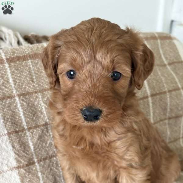 Penny, Mini Goldendoodle Puppy