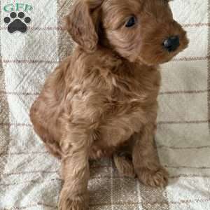 Penny, Mini Goldendoodle Puppy