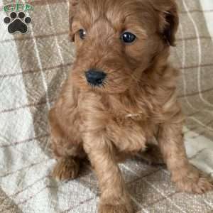 Penny, Mini Goldendoodle Puppy