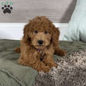 Aspen, Goldendoodle Puppy