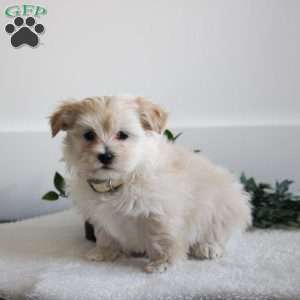 Harley, Maltipoo Puppy