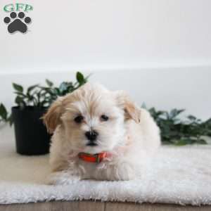 Hugo, Maltipoo Puppy