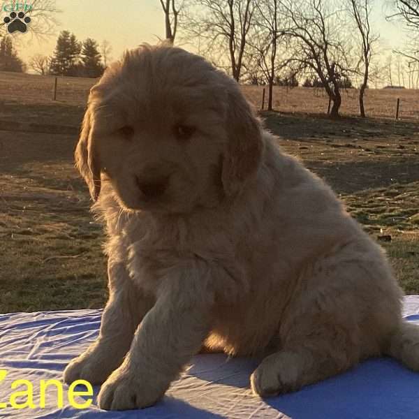 Zane, Golden Retriever Puppy