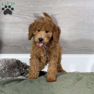 Aspen, Goldendoodle Puppy