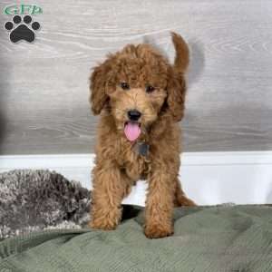 Aspen, Goldendoodle Puppy