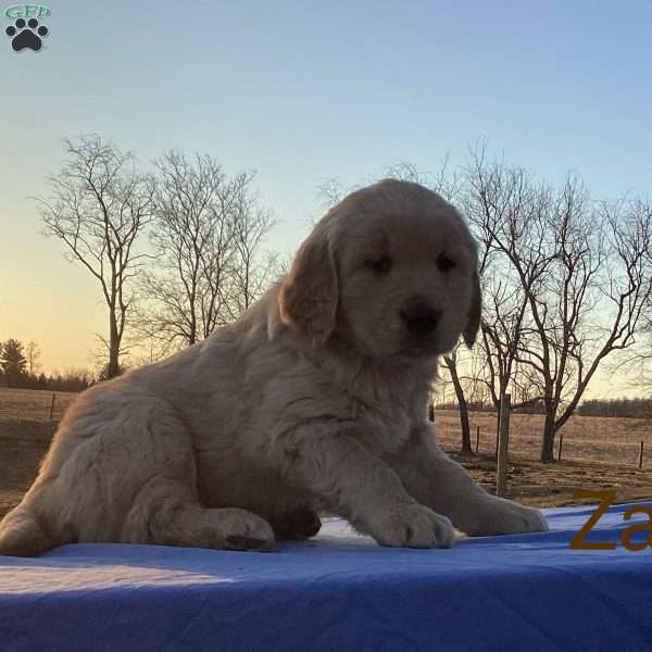 Zack, Golden Retriever Puppy