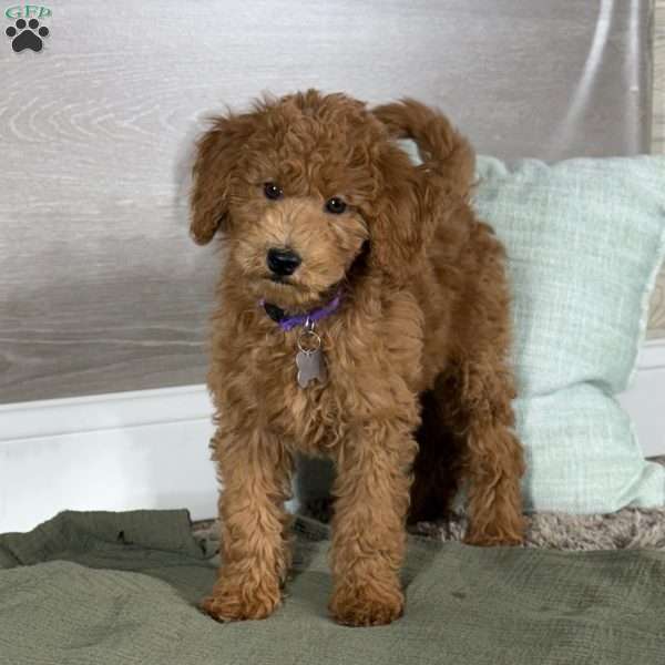 Aspen, Goldendoodle Puppy