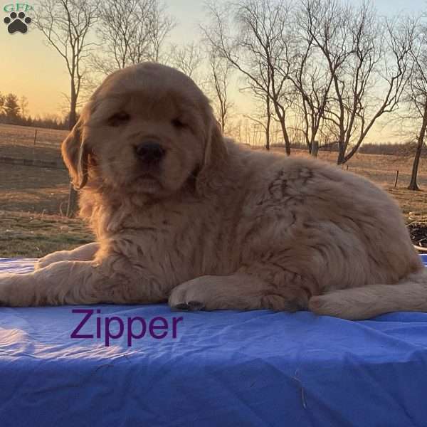 Zipper, Golden Retriever Puppy