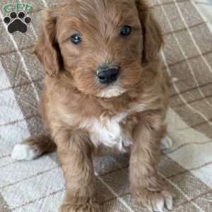 Archie, Mini Goldendoodle Puppy