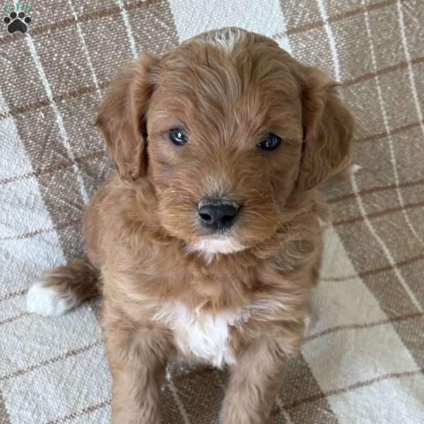 Archie, Mini Goldendoodle Puppy