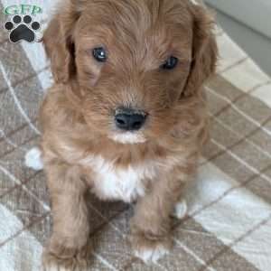 Archie, Mini Goldendoodle Puppy