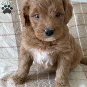 Archie, Mini Goldendoodle Puppy