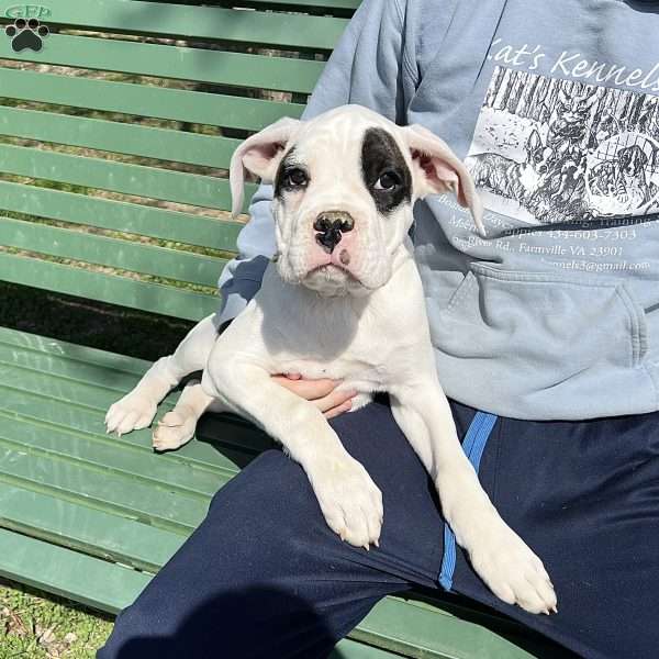 Neill, Boxer Puppy