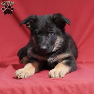 Aubrey, German Shepherd Puppy