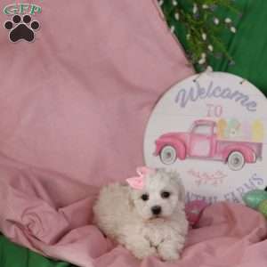 Gracie, Bichon Frise Puppy