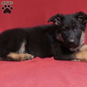 Aubrey, German Shepherd Puppy