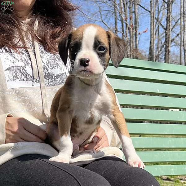 Owen, Boxer Puppy